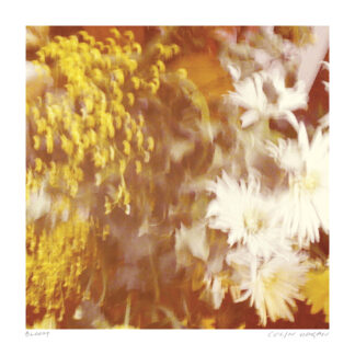 Bloom