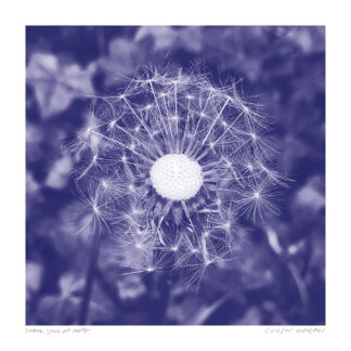 Small Song of Hope
